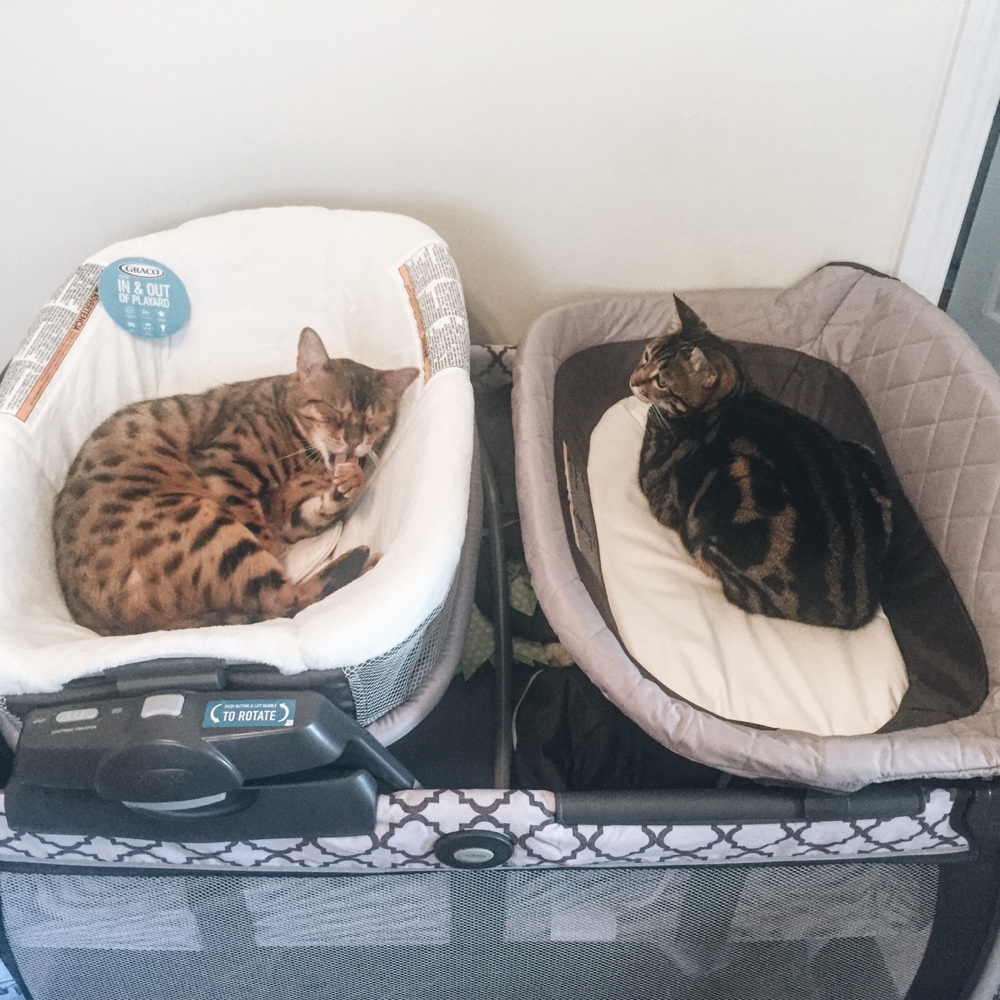 Cats